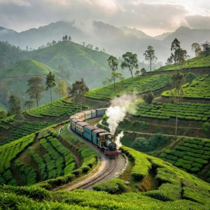 The Darjeeling Himalayan Railway steam train passing hillside tea gardens